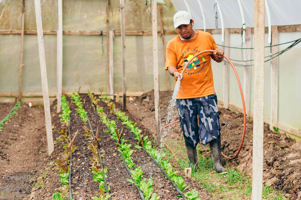 guava limb san ignacio belize organic farming watering plants